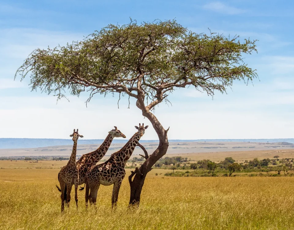Why Kenya Is a Natural Starting Point for a First Safari