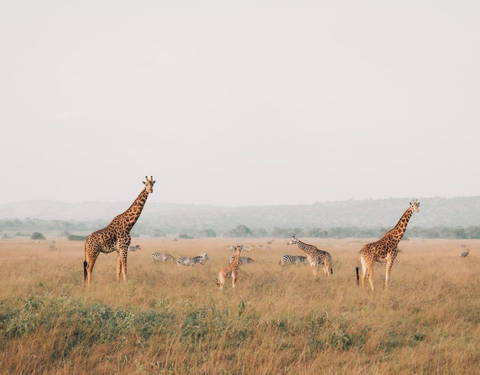 Why Rwanda Works So Well for a First Safari