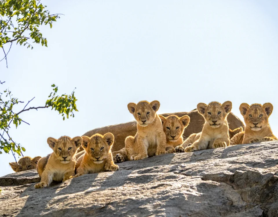 Why Tanzania Rewards a First Safari