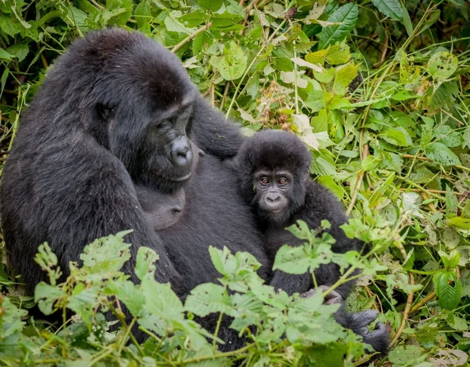 Why Timing Changes the Bwindi Experience